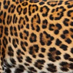 Resto SAFARI